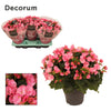 BegoniaBetulia Candy