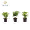 Asparagus Set Plumosus