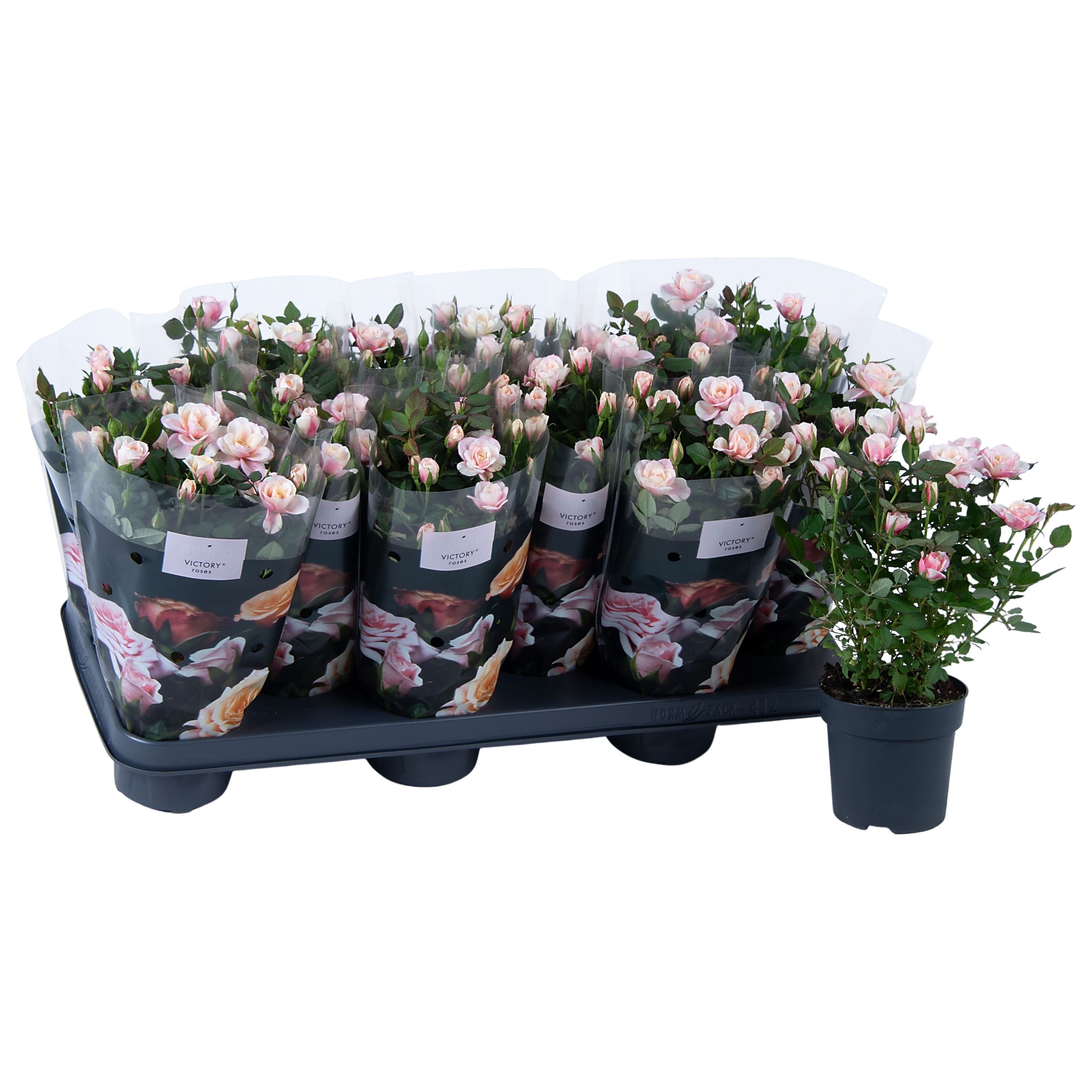 Rose Special Piia