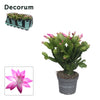 Schlumb Roze 30 Knop