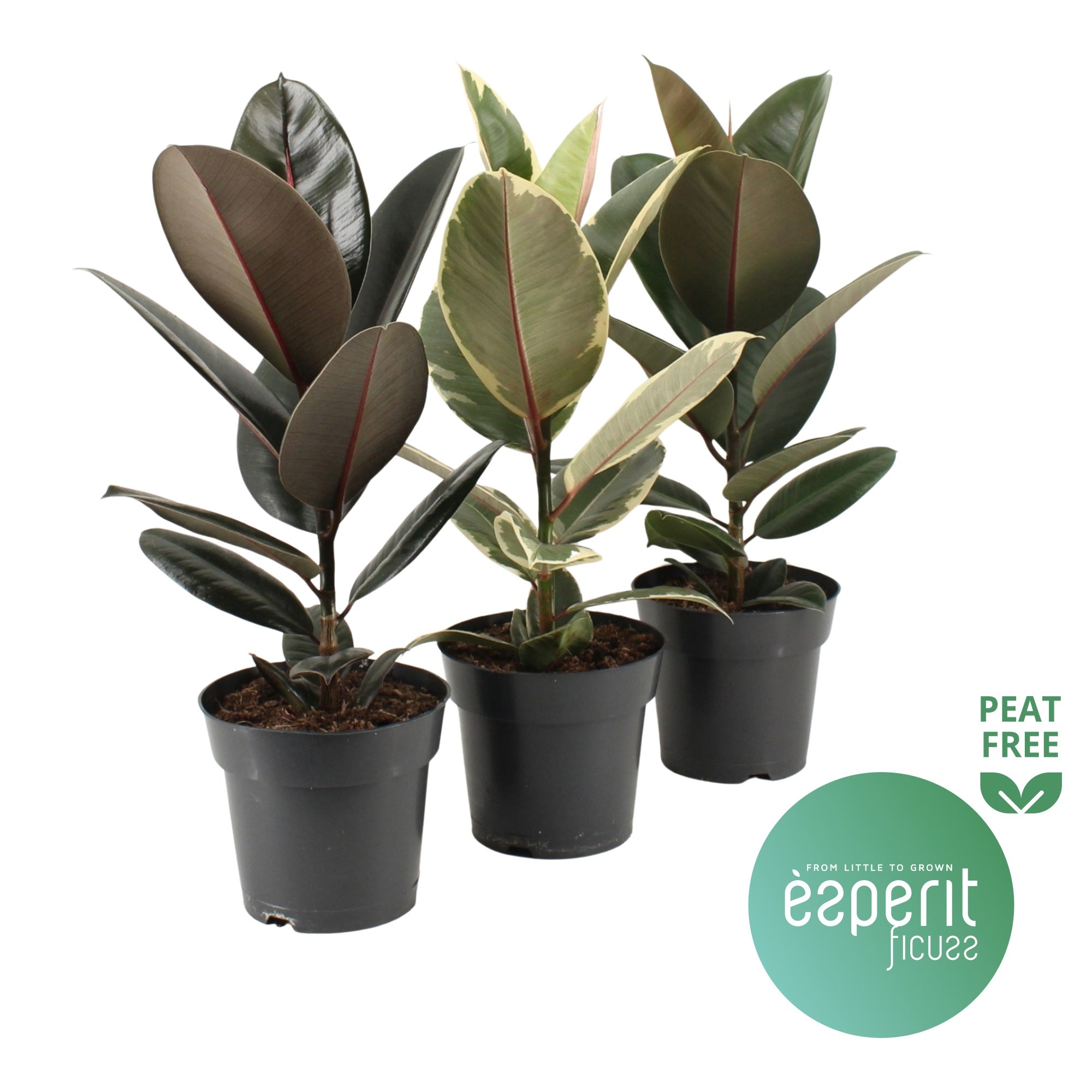 Ficus El Gemengd