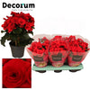 BegoniaDu Rood Baladin