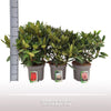 Rhododendron Gemengd