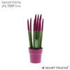 Sans Cyl Velvet Touchz Fuchsia Keramiek