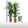 Howea Forsteriana 8pp
