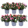 Rhodo Si Gemengd Carnaval