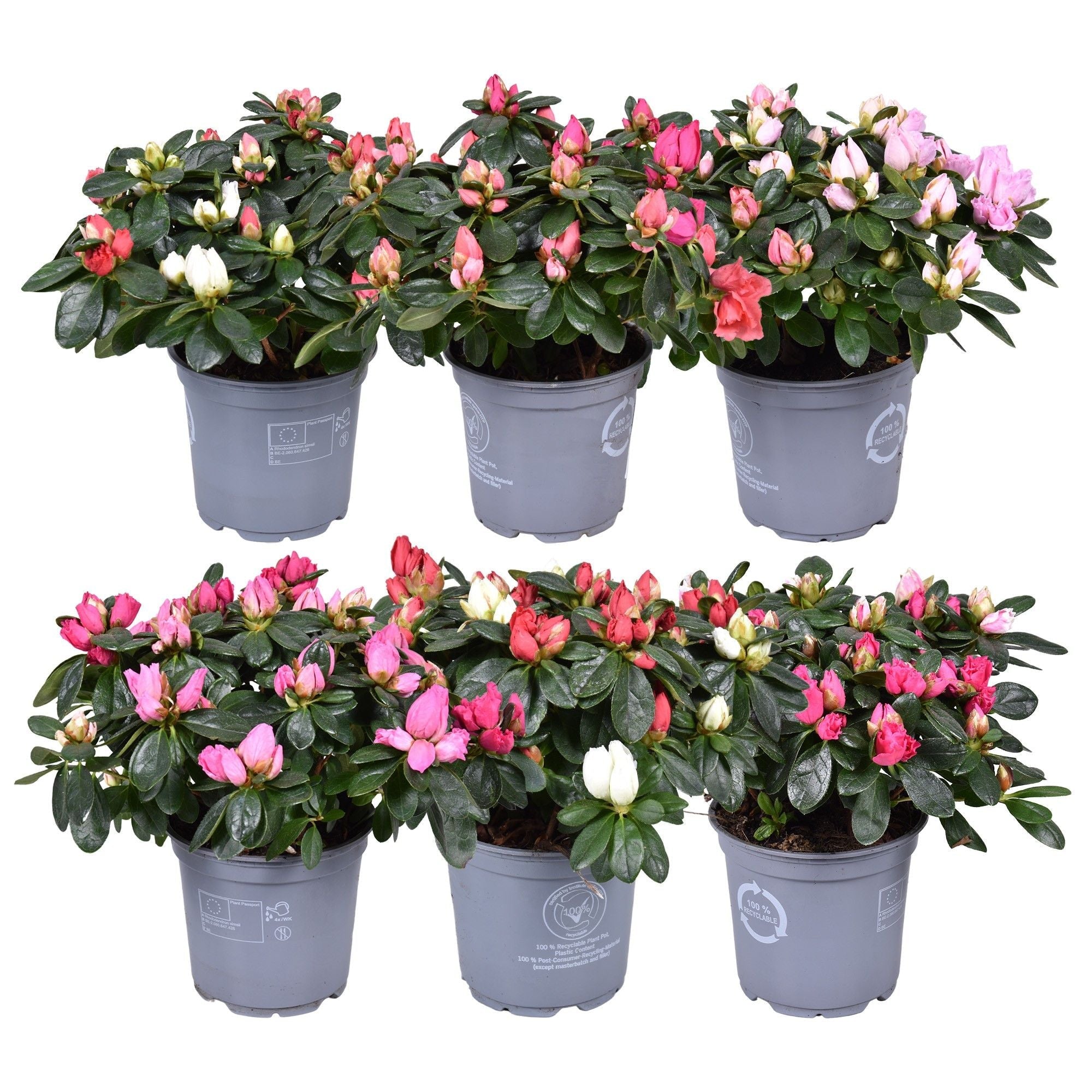 Rhodo Si Gemengd Carnaval