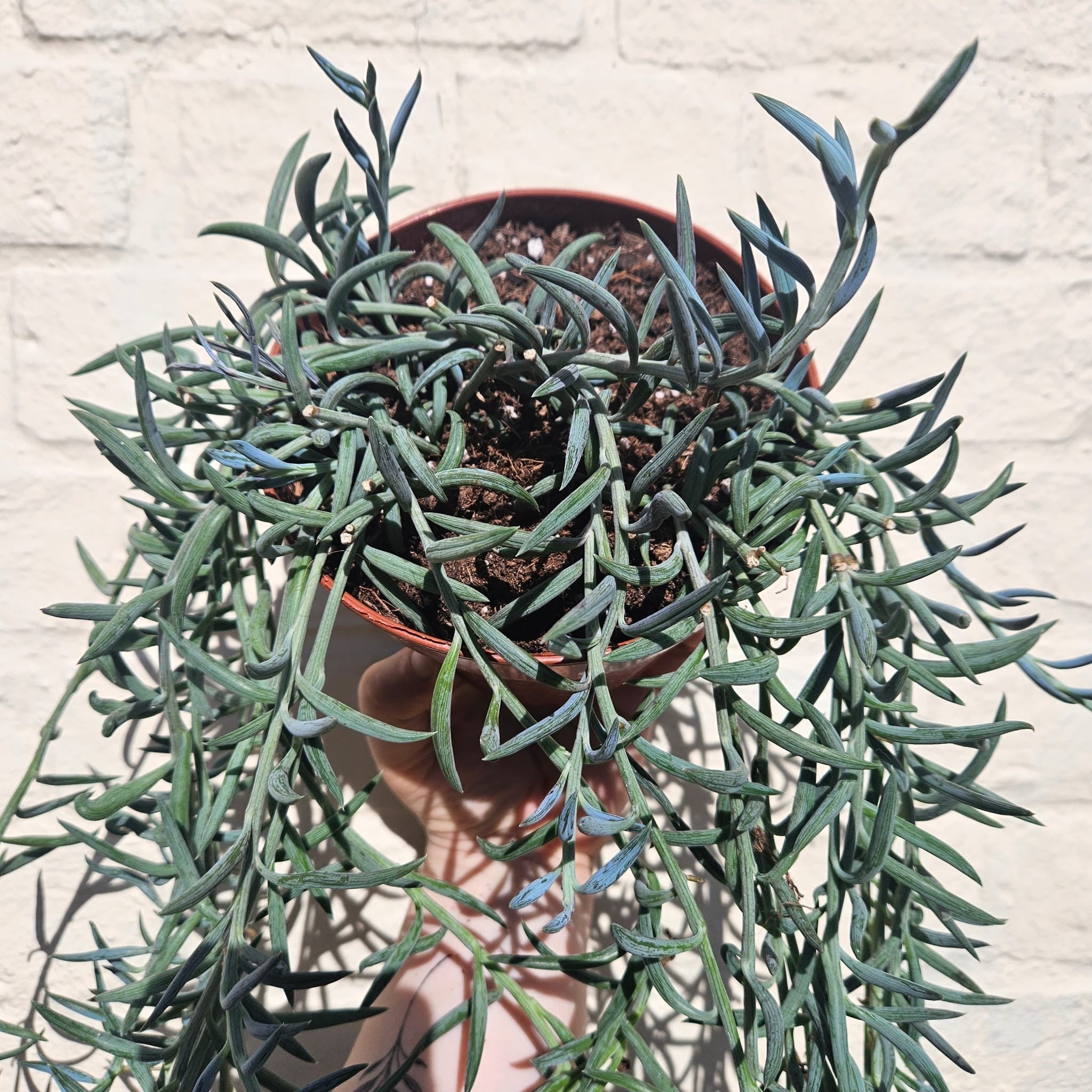 Curio radicans (String of Bananas)