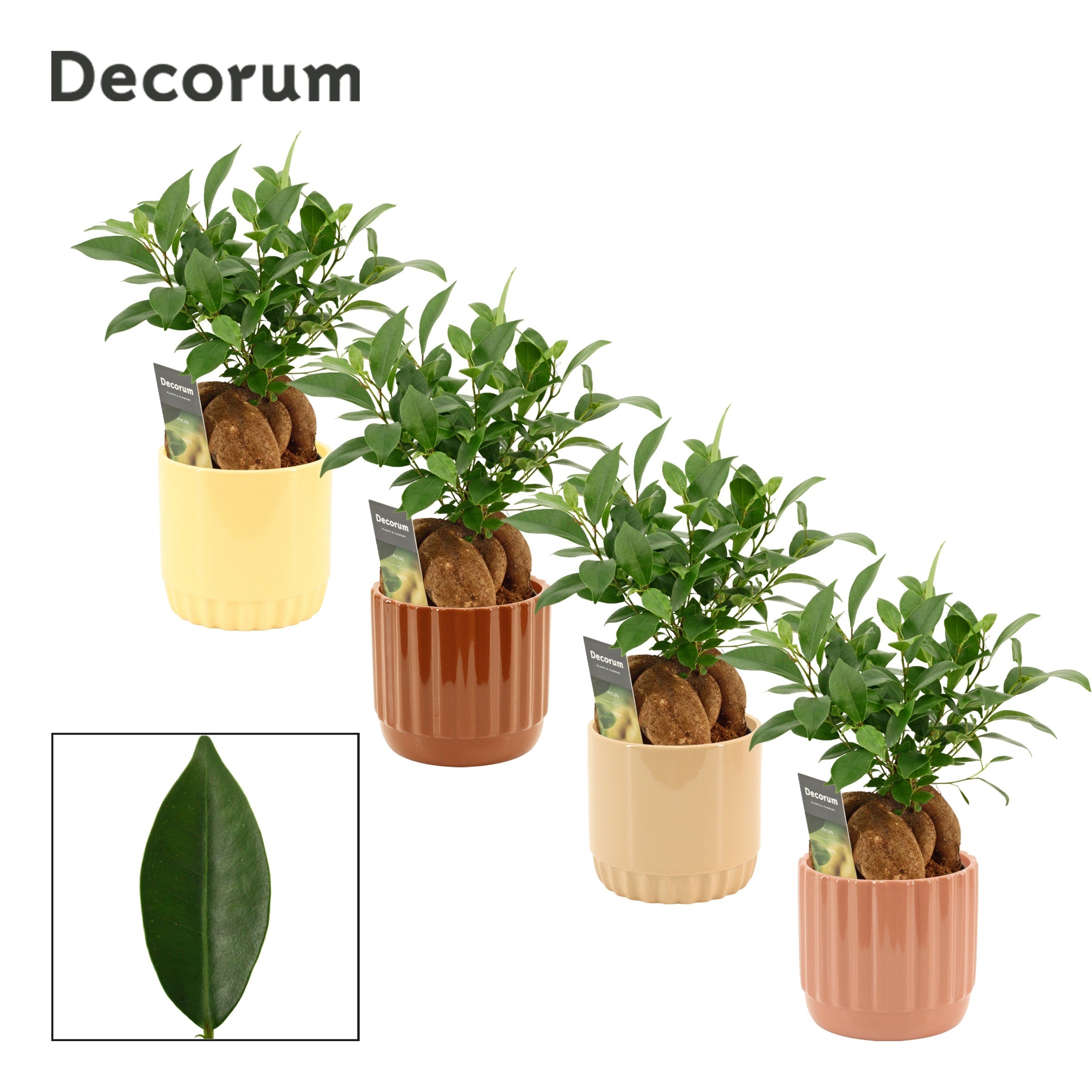 Ficus Mi Ginseng Keramiek Liam