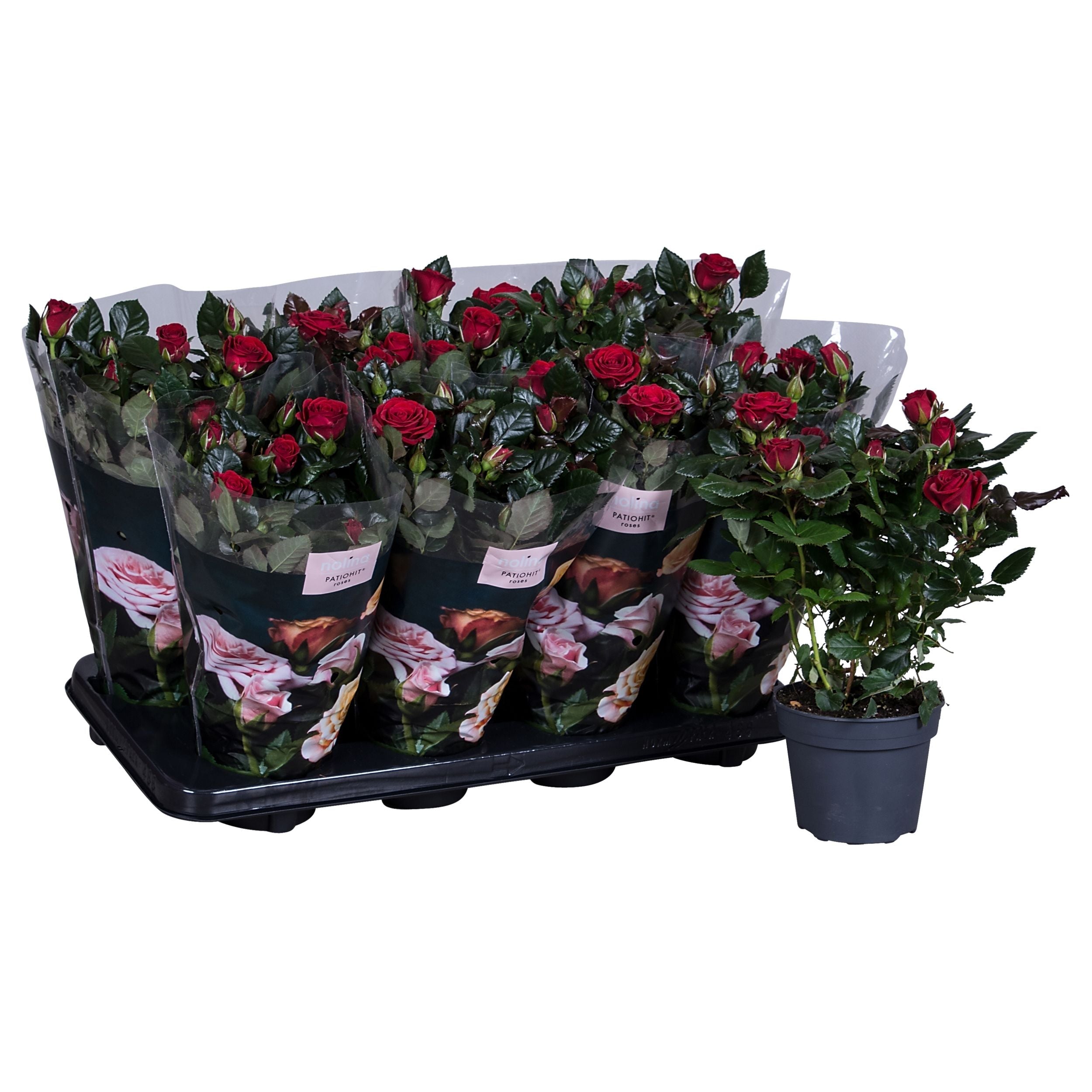 Rose Patio Hit Red