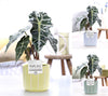 Alocasia Polly Keramiek Fleur