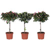 Rhodo Si Gemengd Stam