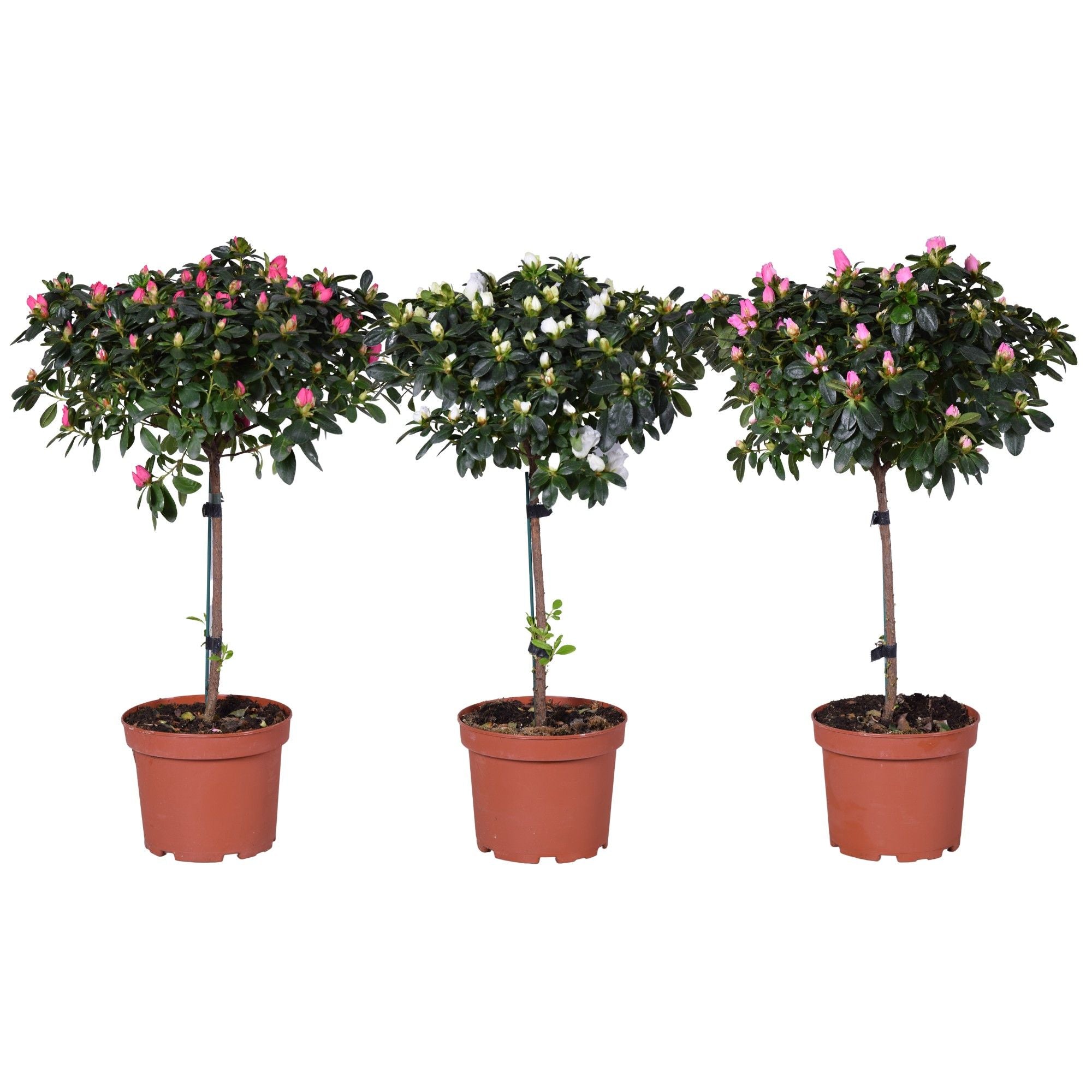 Rhodo Si Gemengd Stam