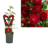 Rosa Red Queen