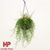 Aeschynanthus Green Star