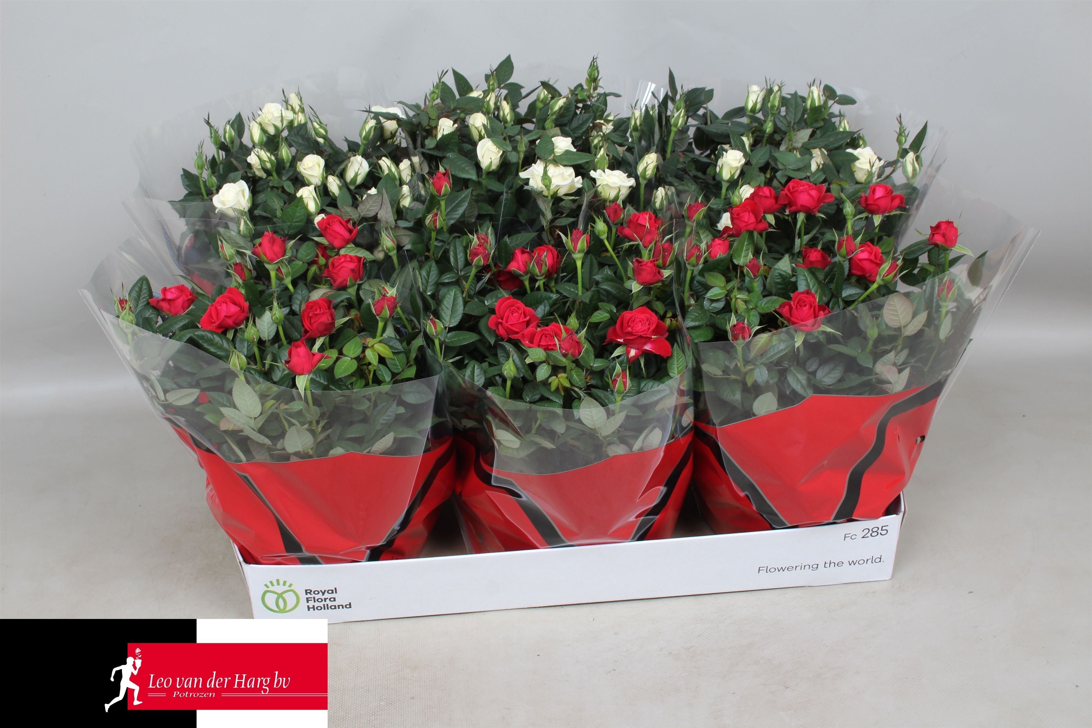 Rose Kordana Rood & Wit