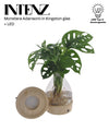 Opm Intenz Monstera Adansonii Glas Kingston + Led