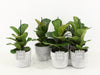 Ficus Lyrata Keramiek Stone Look