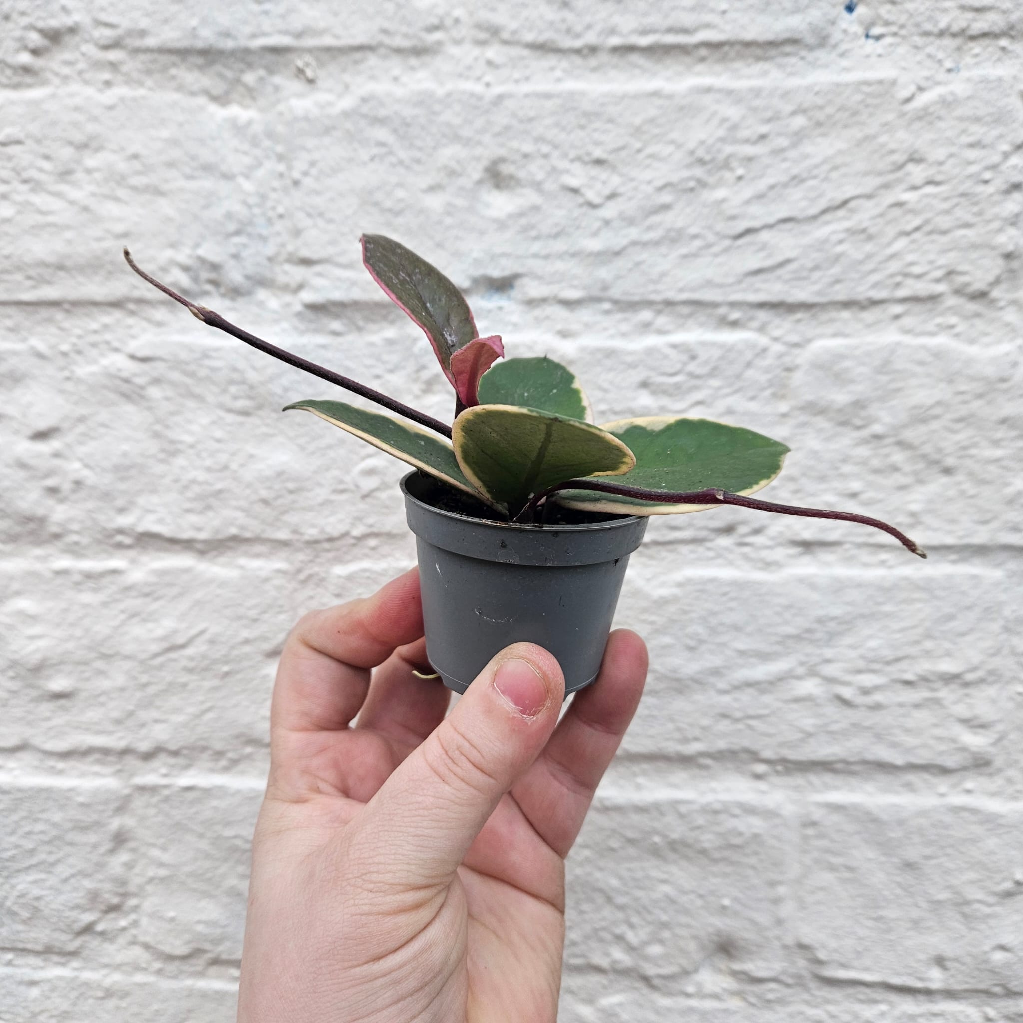 Hoya australis 'Flamingo Dreams'