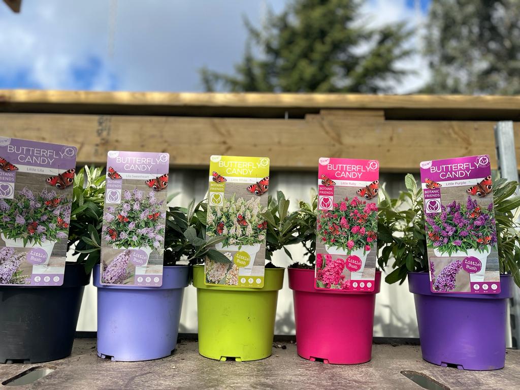 Buddleja Butterfly Candy 'Little Pink' 9cm/1L/2L/3L