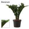 Zamioculcas Zamiifolia Zenzi