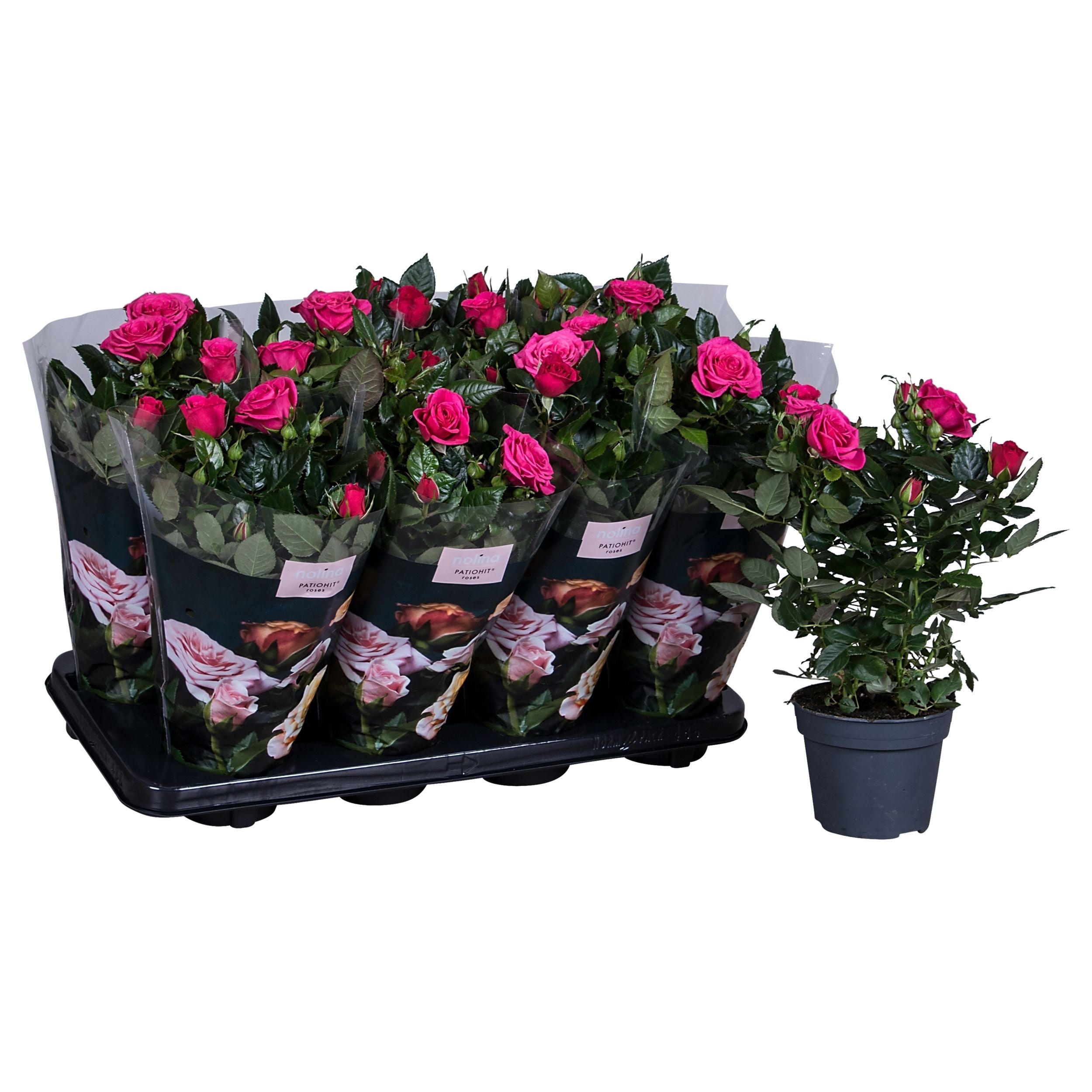 Rose Patio Hit Deep Pink