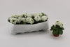 Primula Ob White