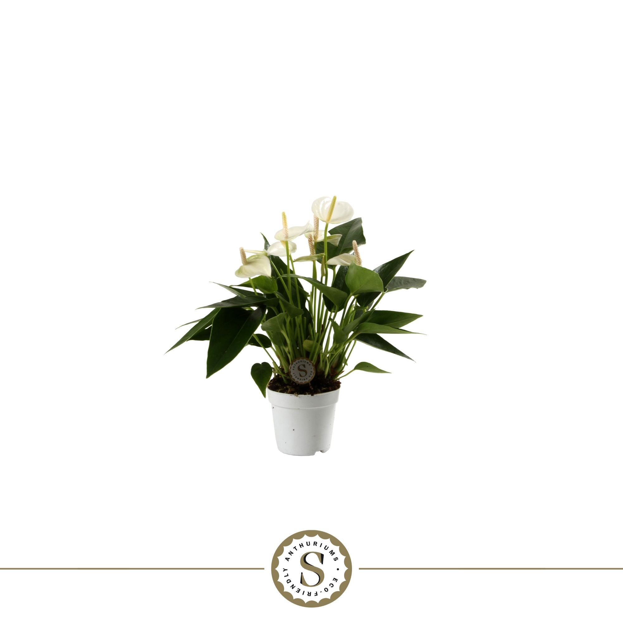 Anthurium St White Champion