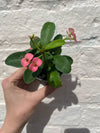 Euphorbia milii (Crown of Thorns)