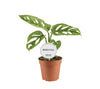 Monstera Adansonii Mint