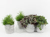 Ov Kamerplanten Gemengd Keramiek Stone Look