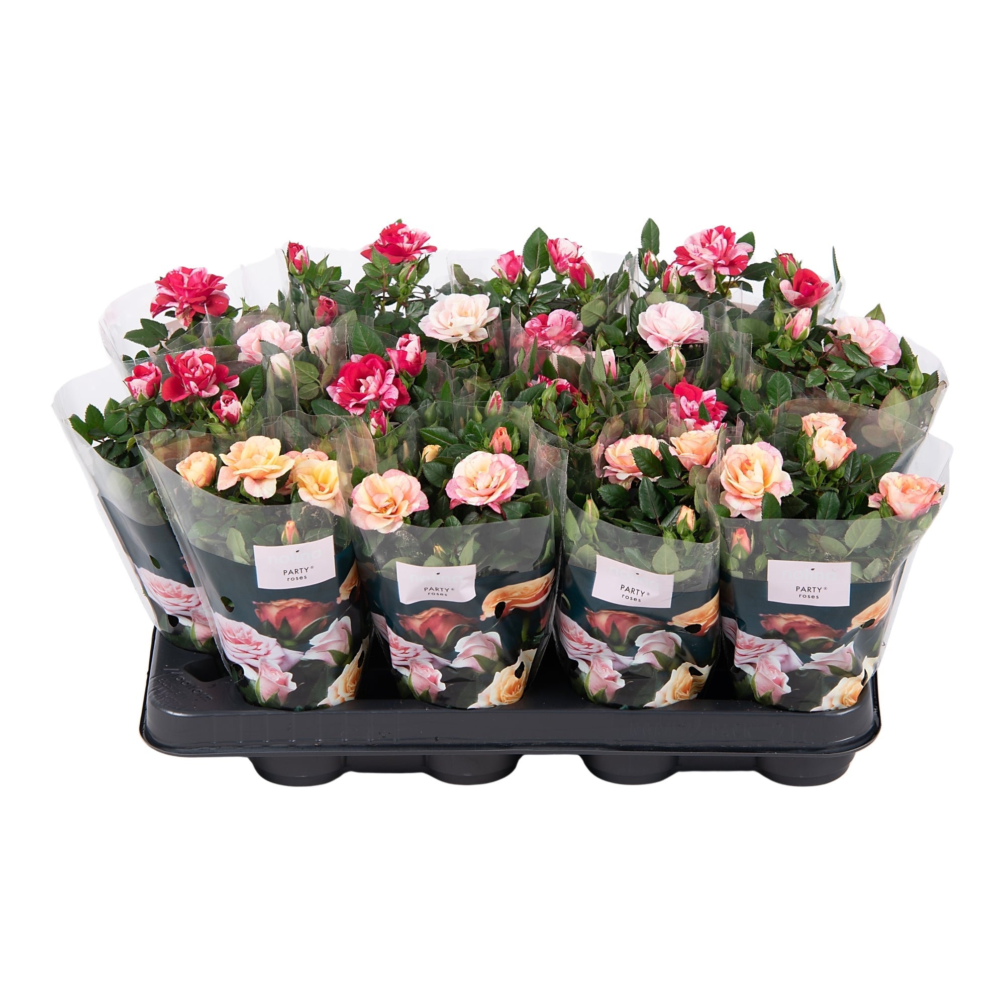 Rose Mini Special mi
