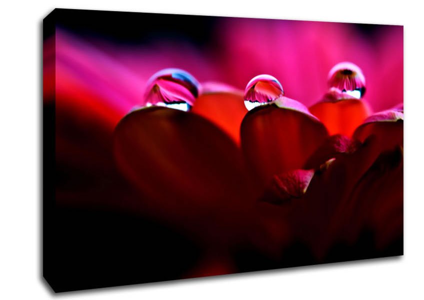 Dew On Petals Macro Canvas Wall Art - Zestio