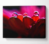 Dew On Petals Macro Canvas Wall Art - Zestio