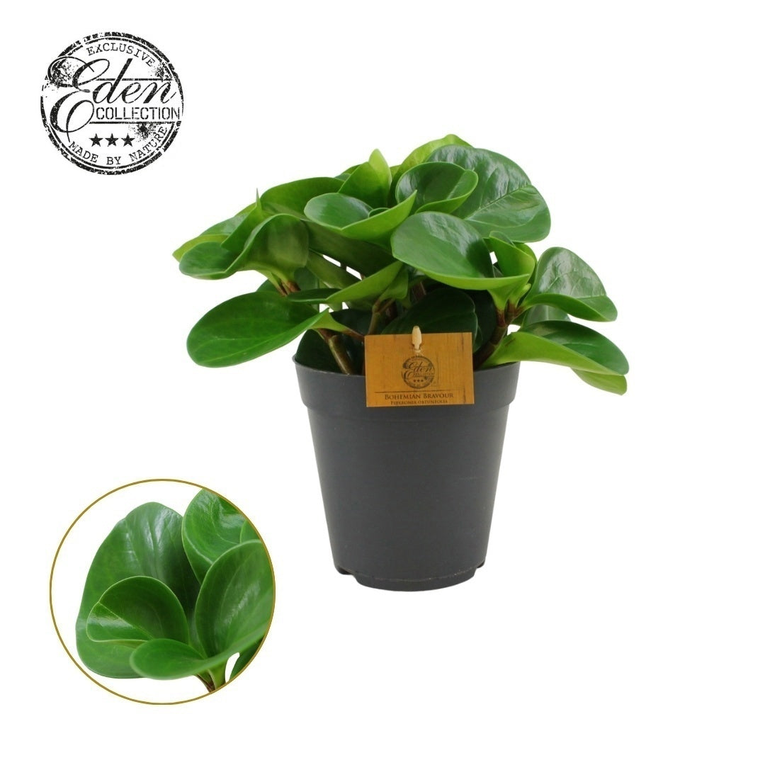 Pep Obtusifolia Green Gold