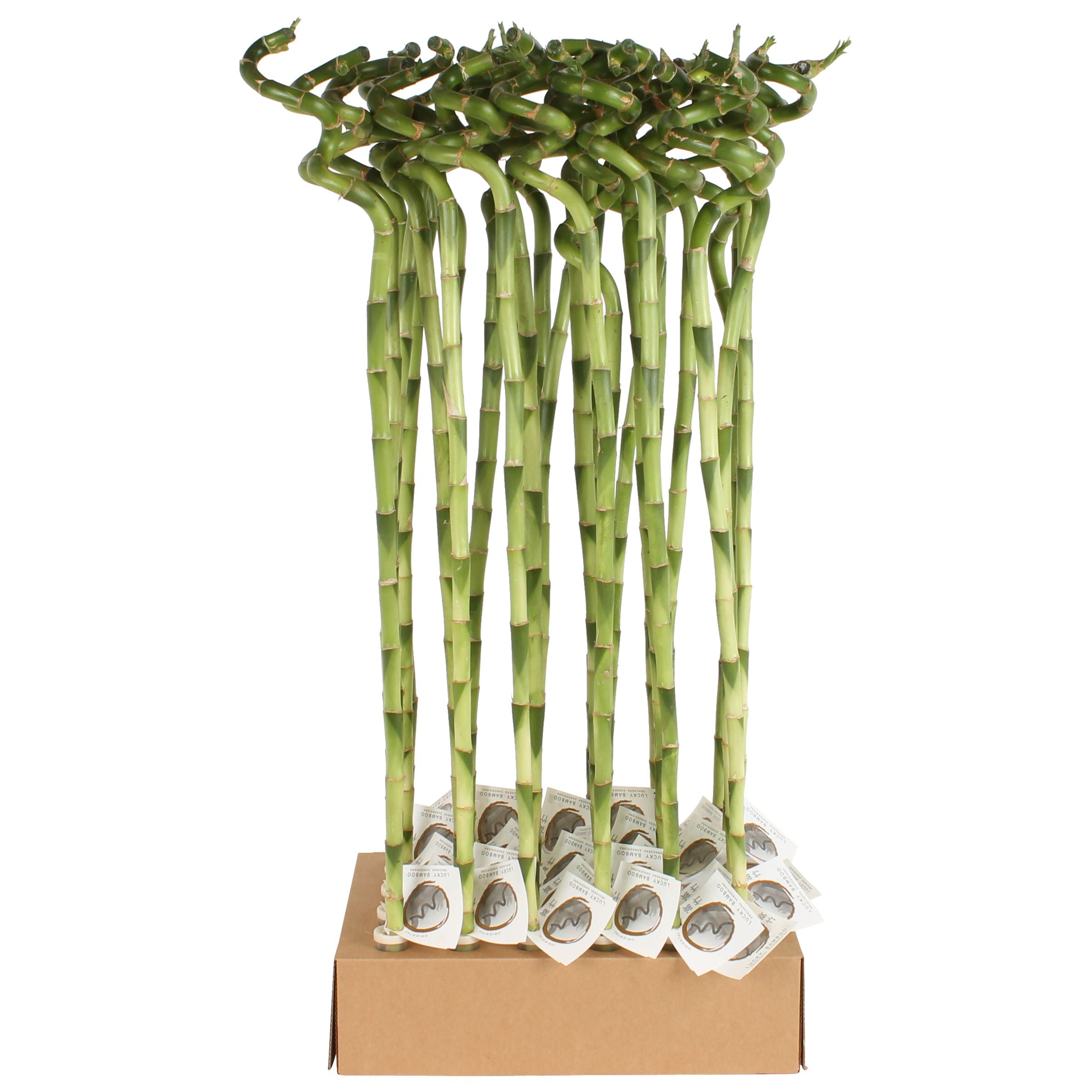 Dra Lucky Bamboo Spiral