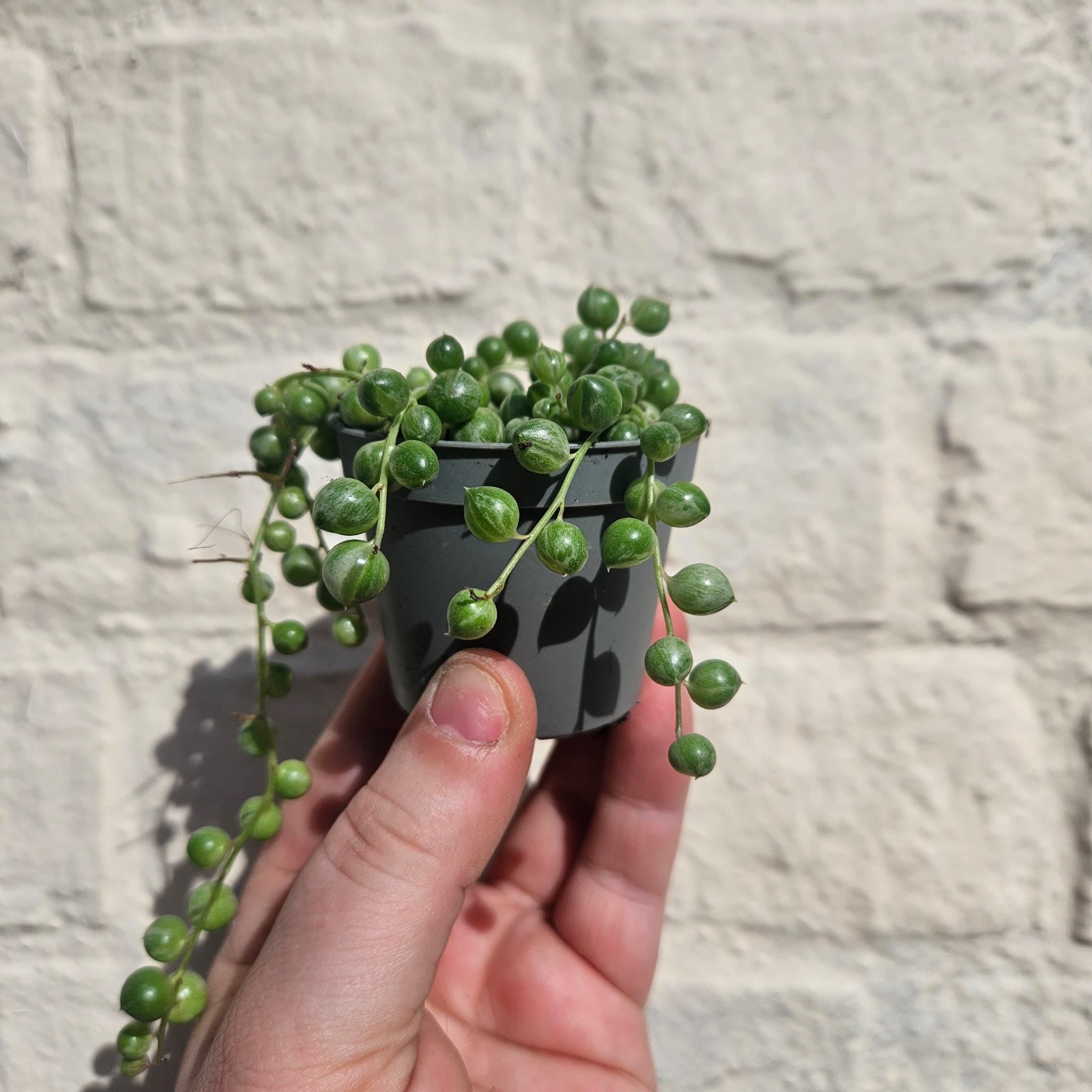 Curio rowleyanus 'Variegata' (Variegated String of Beads)