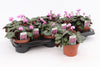 Cyclaam Coum Pink