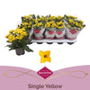Kalanchoe Bl Geel