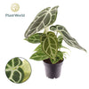 Anthurium Chrystallinum
