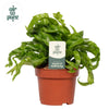 Asplenium Hurricane