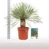 Yucca Rostrata