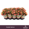 Chrysanthemum Salmon Dynamic
