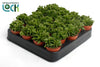 Pep Green Spark