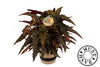Beg Maculata Black Forest Jutte Mand