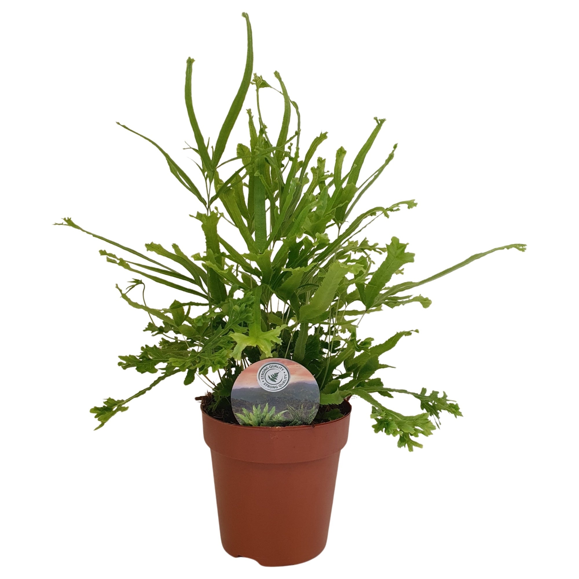 Pteris Roeweri