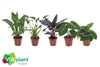 Ov Kamerplanten Gemengd Premium