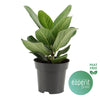 Ficus Ben Audrey