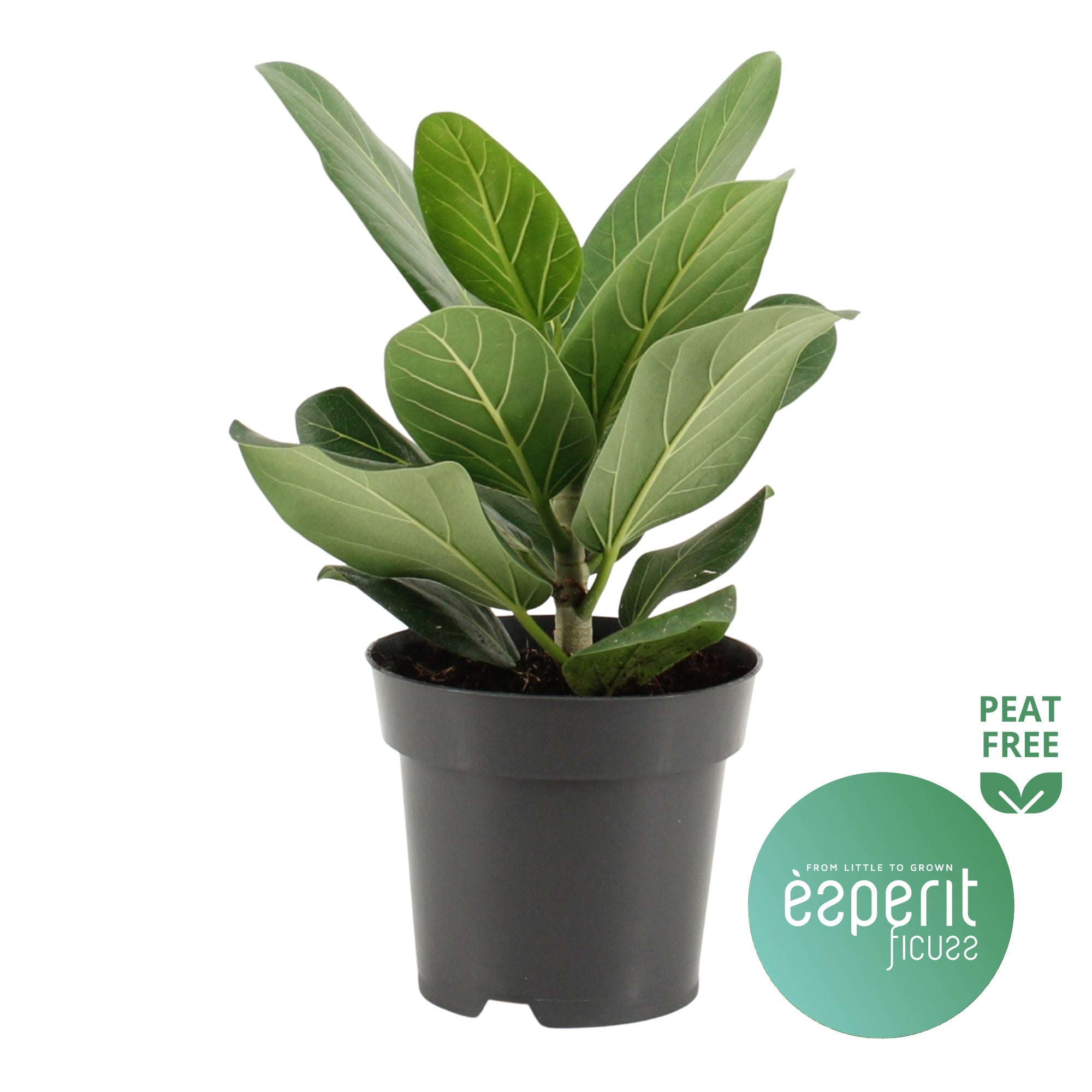 Ficus Ben Audrey