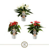 Anthurium St Gemengd 3kl